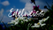 Edelweiss - A Beautiful Alpine Flower