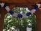 Blue and White Oktoberfest Pageant Garland Decoration 14 Feet - GermanGiftOutlet.com
 - 2
