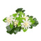 Bridal Flower Hair Clip: Edelweiss - GermanGiftOutlet.com
 - 1