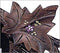 Schneider Black Forest 13" Musical Antique German Cuckoo Clock - GermanGiftOutlet.com
 - 3